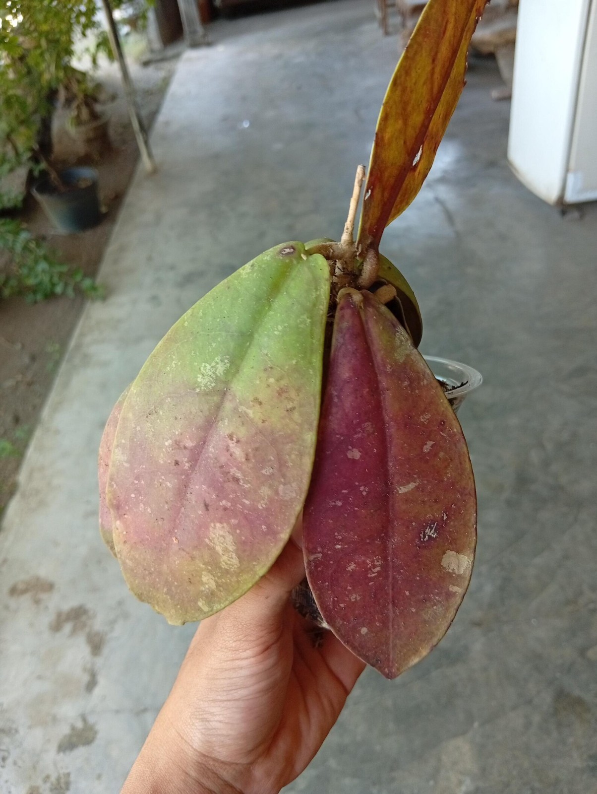 Real Picture Hoya Mitrata Red Leaves