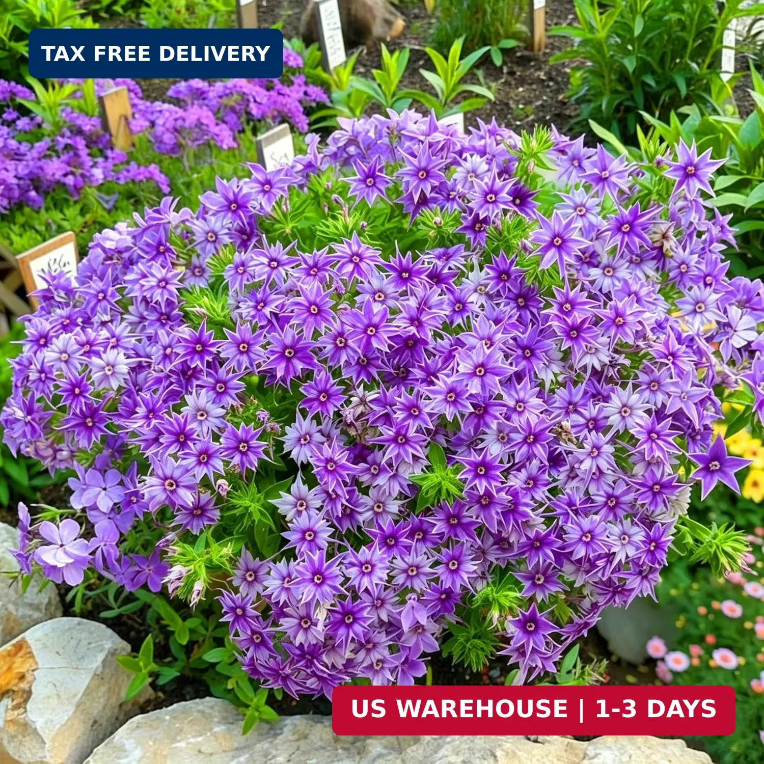 Dwarf Creeping Phlox Seeds for Planting, 1008+pcs Perennial Creeping Sky Phlox F