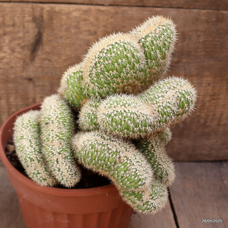 D4385 VATRICANIA GUENTHERI CRESTED pot17-H21-W19 cm MaMa Cactus