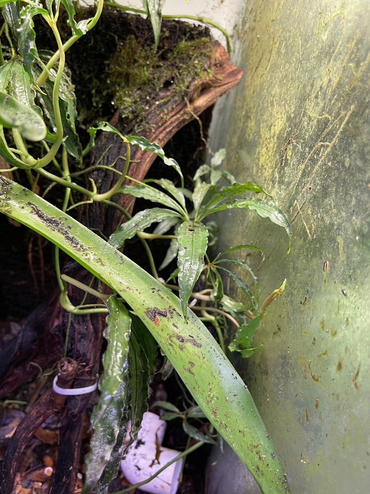 anthurium polyschistum