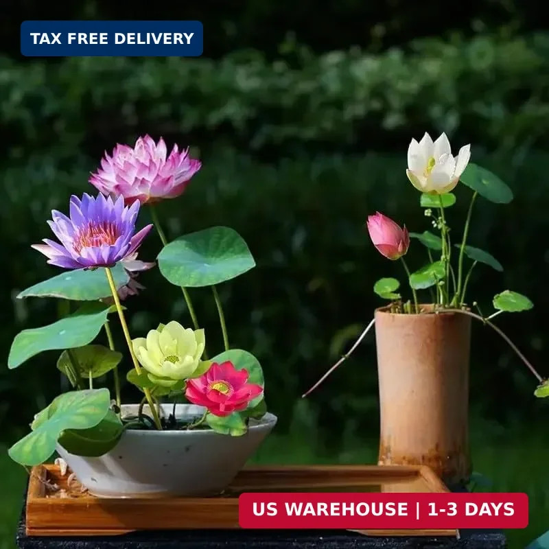 160pcs Mixed Color Bowl Lotus Seeds for Planting – Non-GMO Bonsai Lotus, Water L