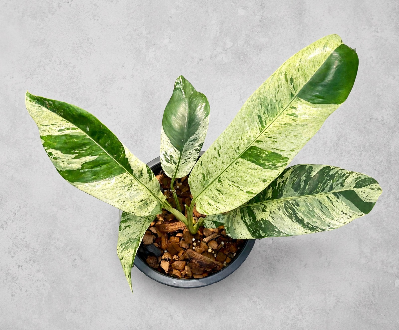 Epipremnum Giganteum Variegated Rare Plant Giant Variegated Aroid Tropical