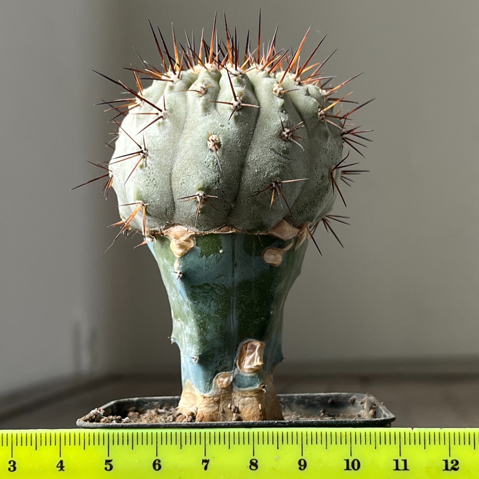 A2-1013 Copiapoa columna-alba, CS29, Esmeralda, Pure white stem, grafted
