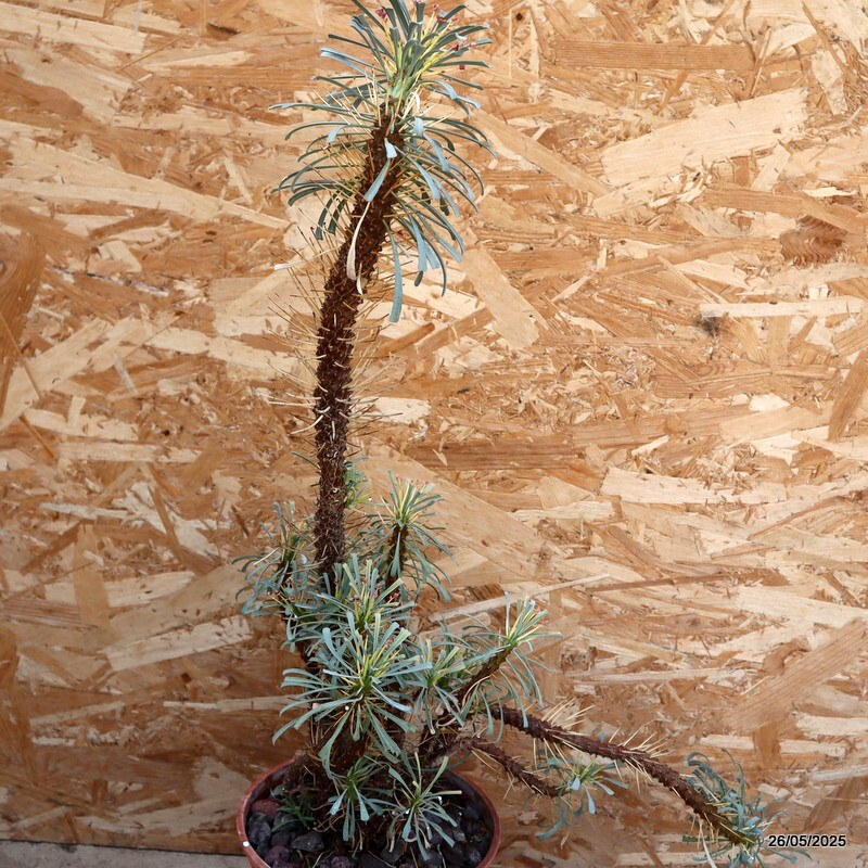 D2958 EUPHORBIA MULTIFOLIA pot20-H63-W26 cm MaMa Cactus