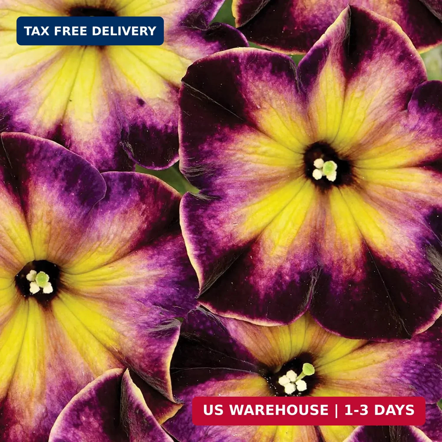 325+ Mix Petunia Flower Seeds for Planting-Petunia Hybrida Garden Flower Plant A