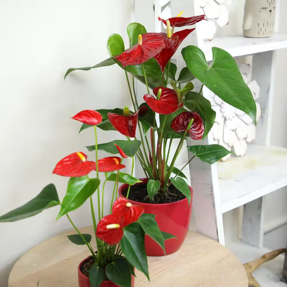 6 In. Red Flamingo Flower (Approximately 20 In. Tall) Decorative House Plant Gif