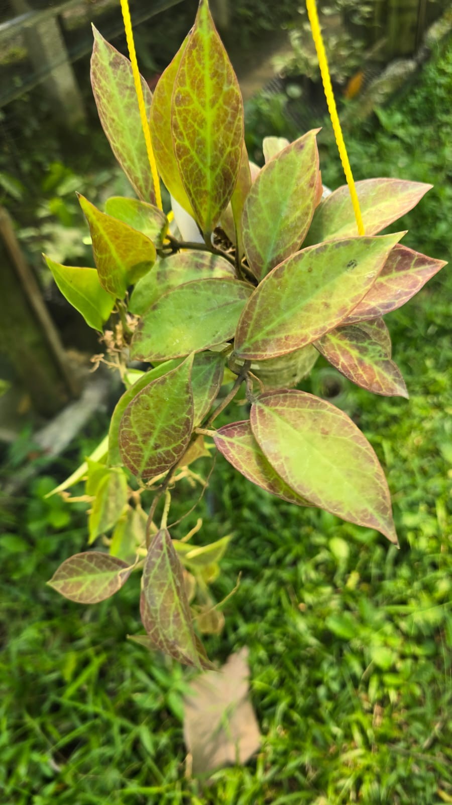 Real Pict Hoya sunrise red Broad Leaves Lush Plant