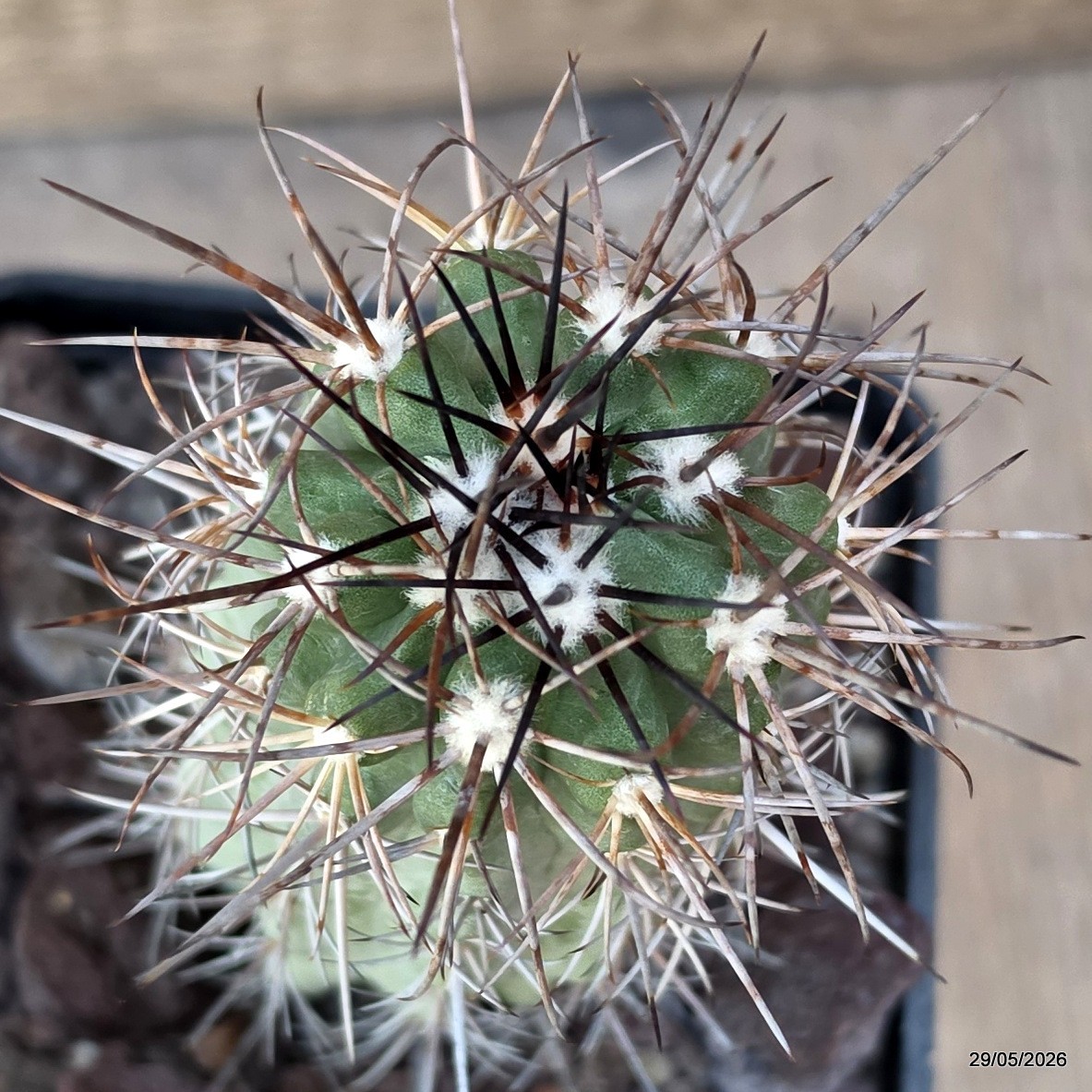 D3381 COPIAPOA GRANDIFLORA KK1067 pot10-H9-W4,5 cm MaMa Cactus