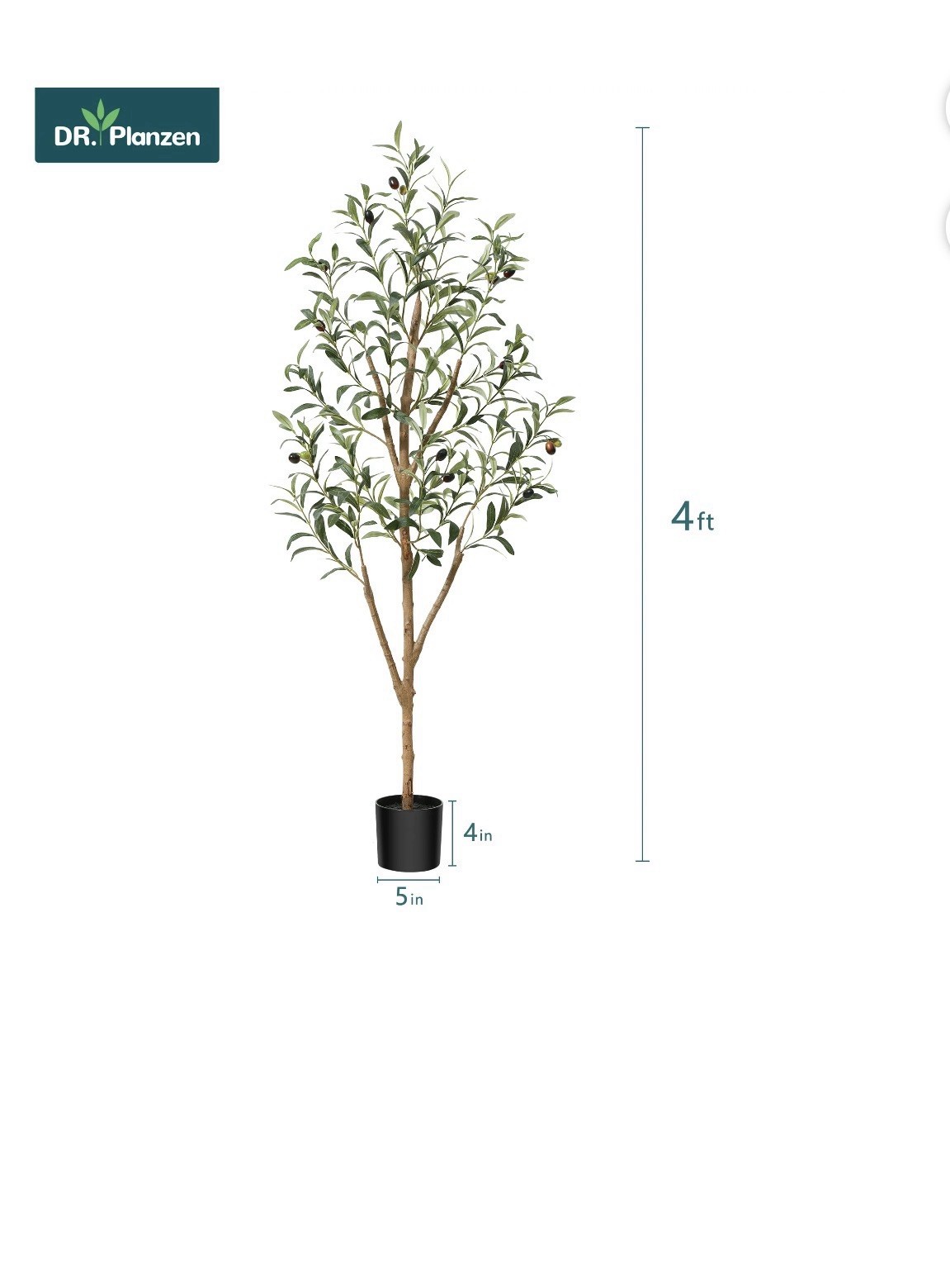 DR. Planzen 4 ft Artificial Olive Tree in Pot, Green/Brown/Black, 5 in Wide