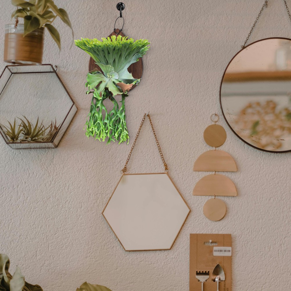 Fern Planting Board Succulent Wall Planter Orchid Mounting Plates