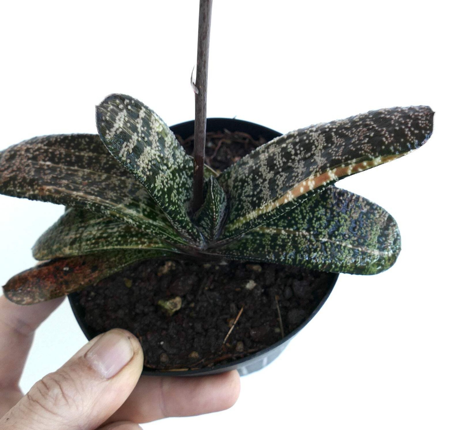 Gasteria batesiana YELLOW VARIEGATED (EX. TORRISI) – Knoppies gasteria | Ox-tong