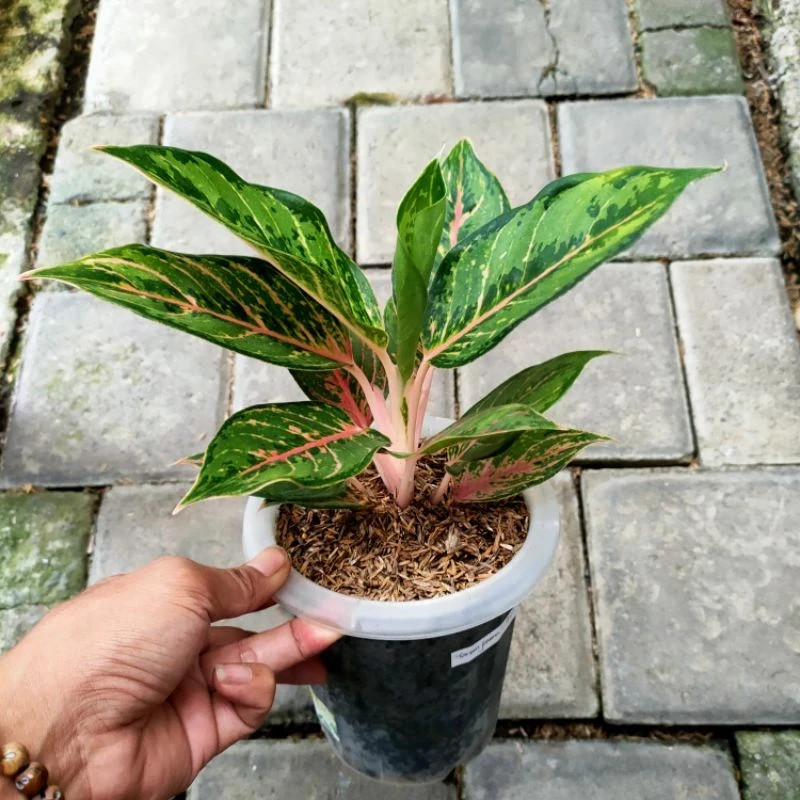 Real Pict Aglaonema Green Javana Rare Plant