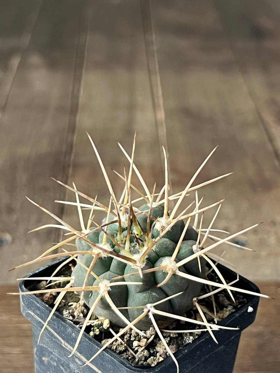 A43-873 Gymnocalycium intertextum STO185, Serrezuella, Cord, own root