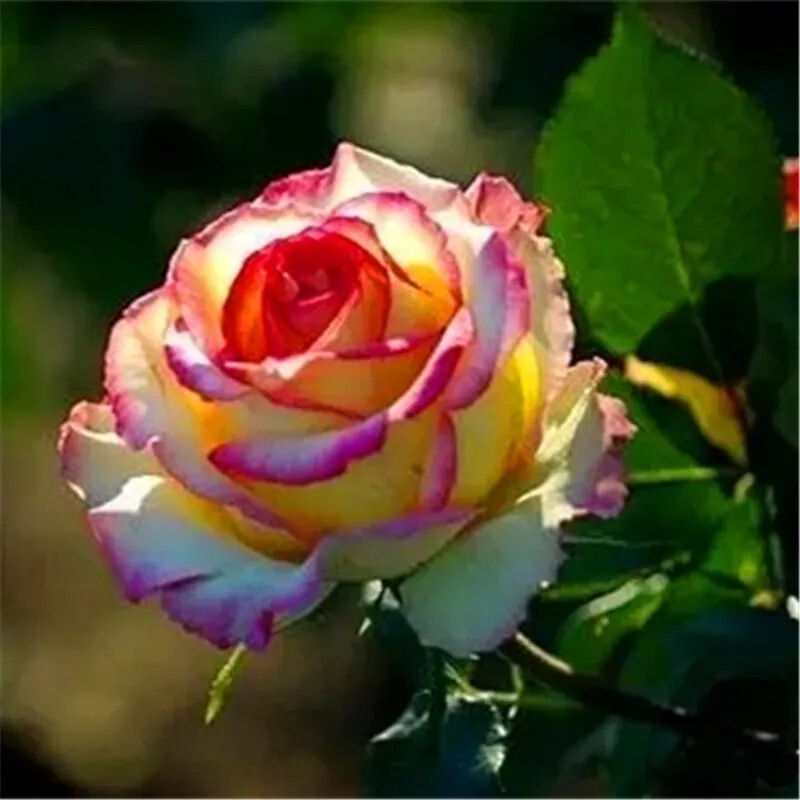 10 RARE ROSE SEEDS perennial flower garden bush plant tea USA SELLER W/TRACK