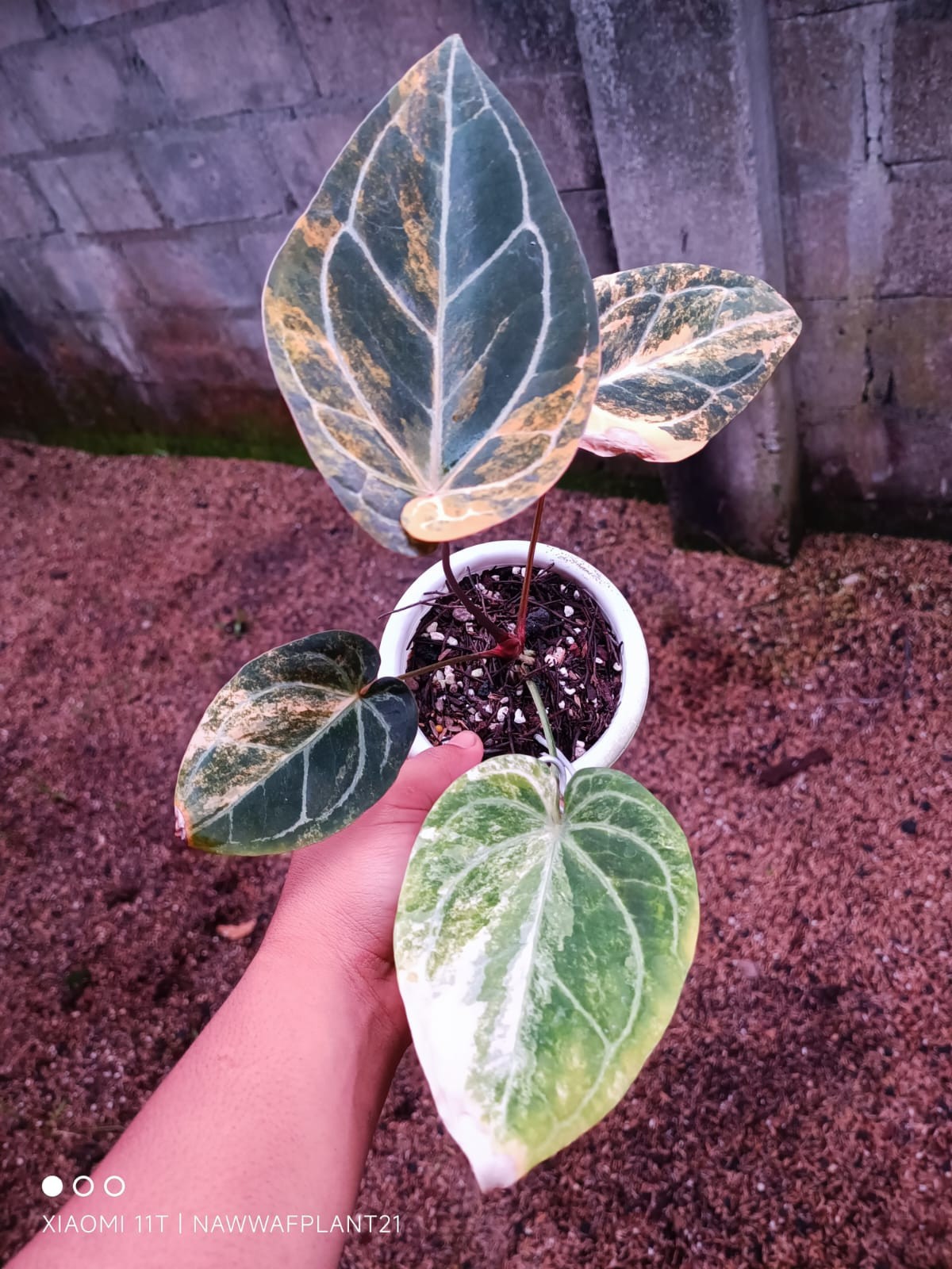 Anthurium Megatron x Anthurium Domino Variegated Real Plant $960