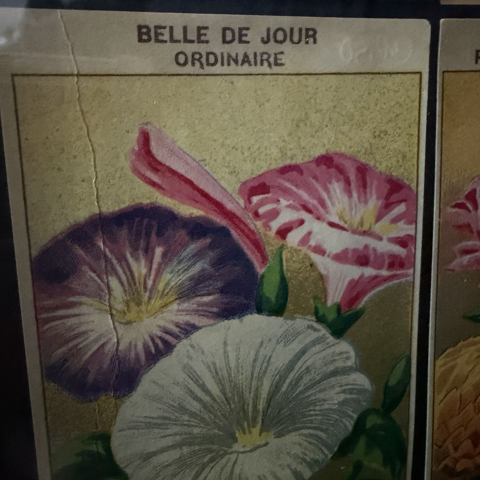 Vintage French Seed Packet Labels Framed Botanical Wall Art Wood Frame