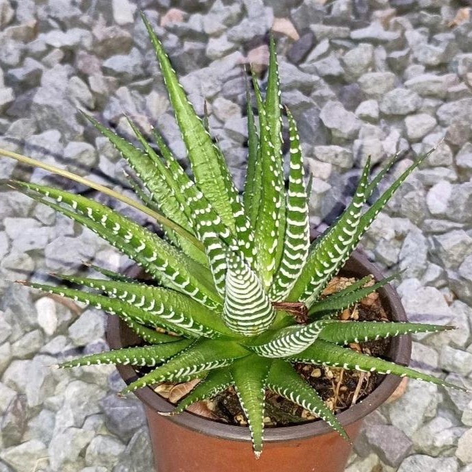 2 Pcs Haworthia Fasciata Attenuata Rare Succulent Plant Exotic Cactus Rare Plant