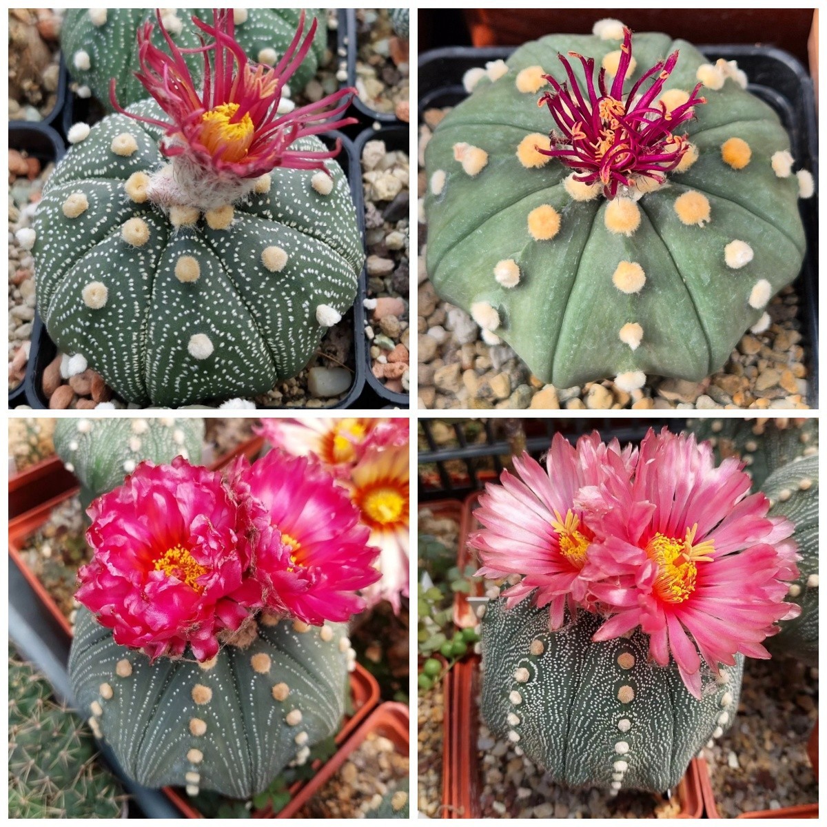Astrophytum asterias ‘Shinshowa’ x ‘Akabana’ 10seeds 2025 year