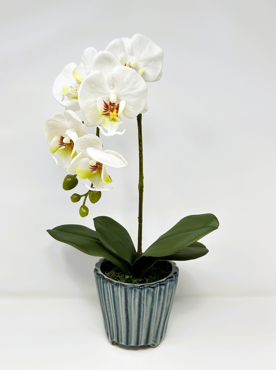 16″ Lg WHITE Phalaenopsis ORCHID silk flower planter, 4″ Blue ceramic footed pot