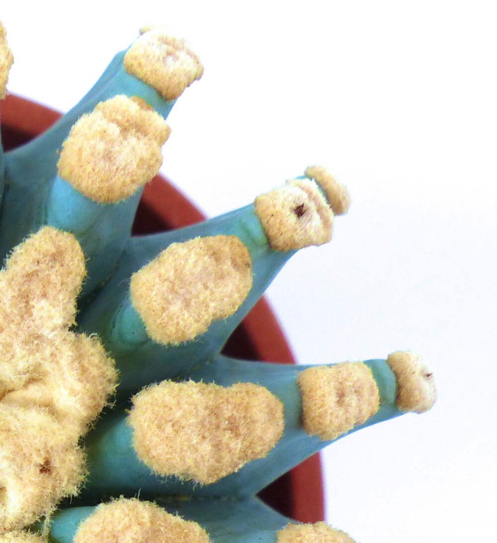 Ferocactus glaucescens cv URASAKI SEEDS – Glaucous barrel cactus | Blue barrel c