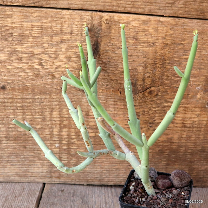 D4664 EUPHORBIA CHERSINA pot7-H18-W19 cm MaMa Cactus