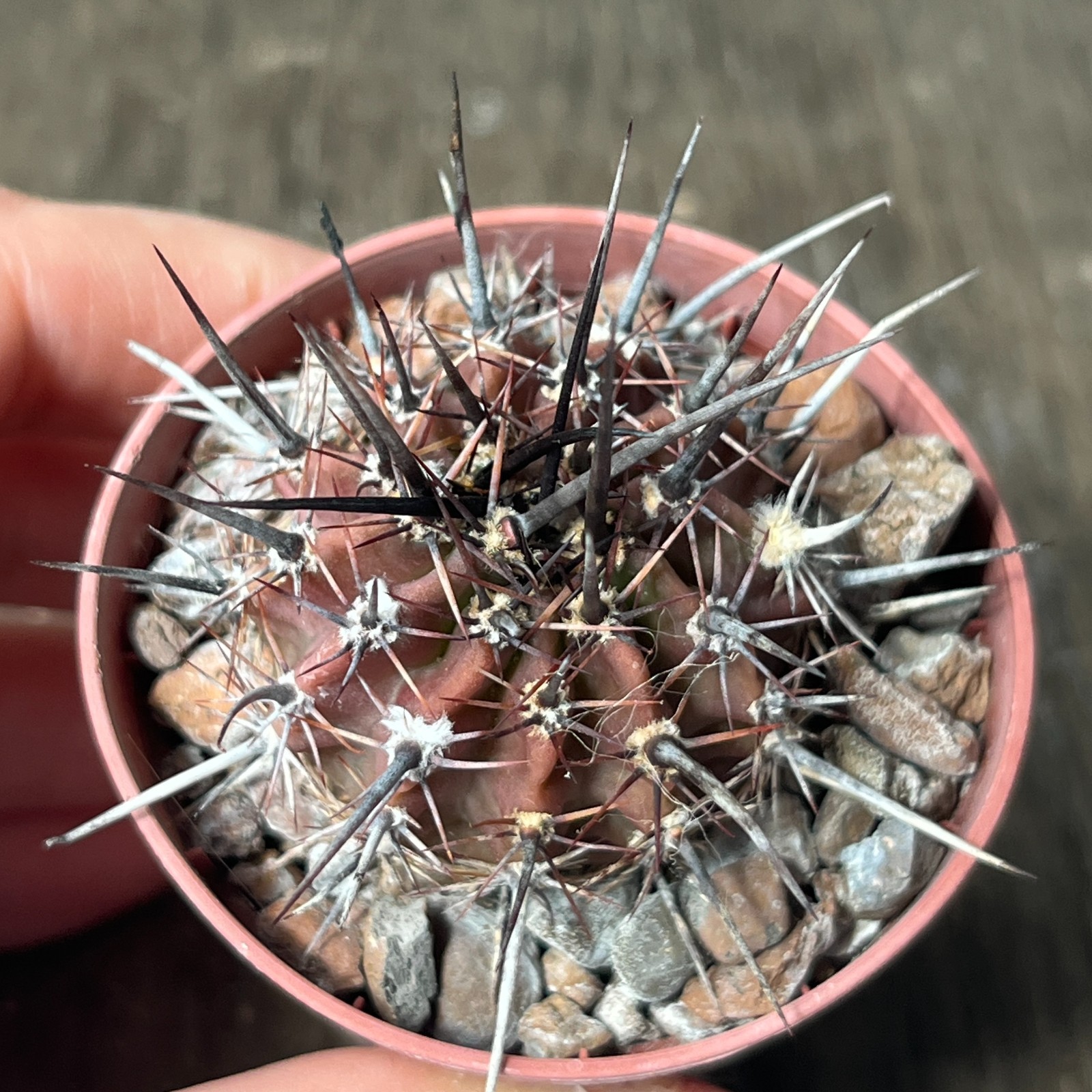A36-86 Lobivia aurea VG1093, Ojo de Agua, Santiago del Estero, own root