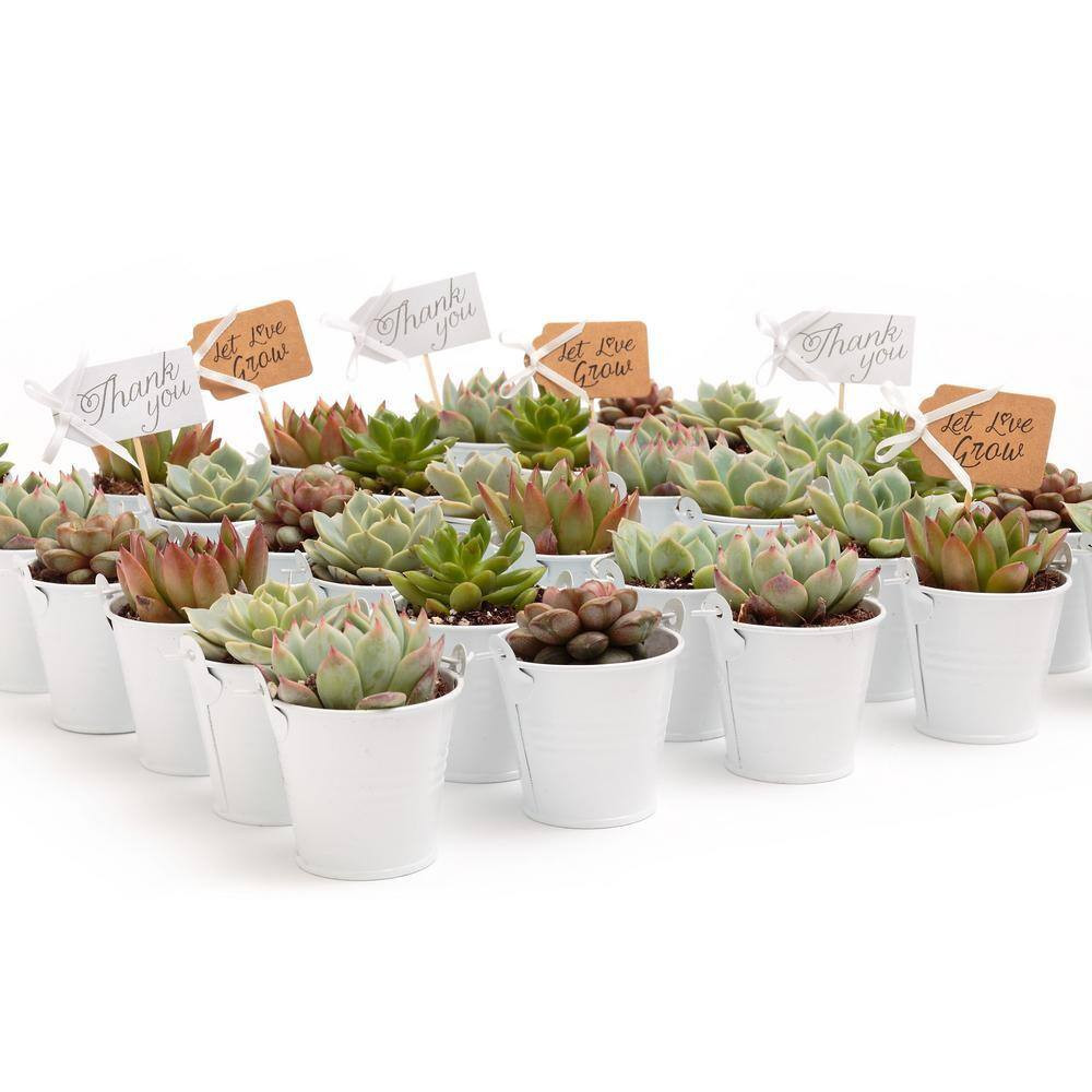 2 In. Wedding Event Rosette Succulents Plant with White Metal Pails and Thank Yo