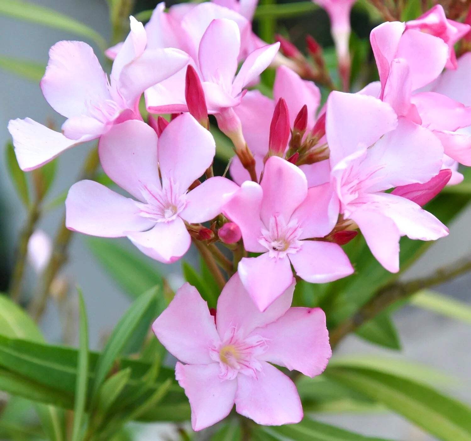 Nerium oleander MIX COLORS SEEDS – | Mixed Color Oleander