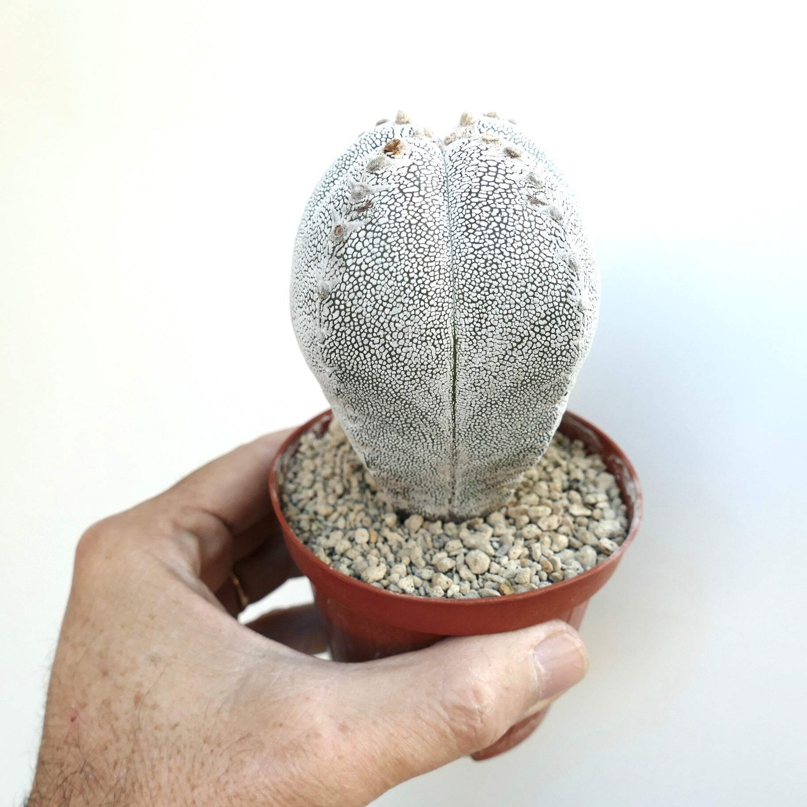 Astrophytum cv ONZUKA QUADRICOSTATUM WHITE – Bishop’s cap | Star cactus