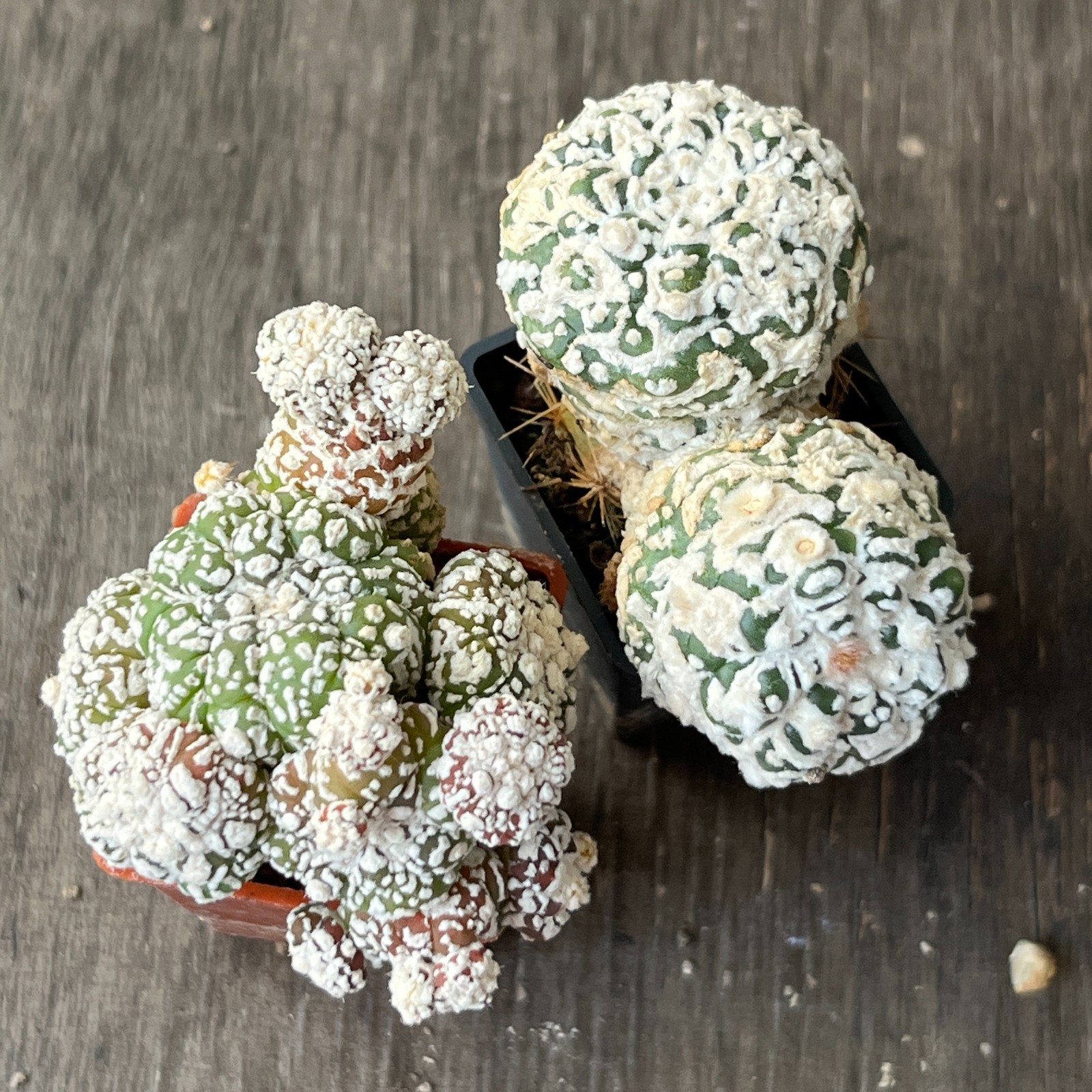 A50-395 Astrophytum super Kabuto, grafted, 2 pieces