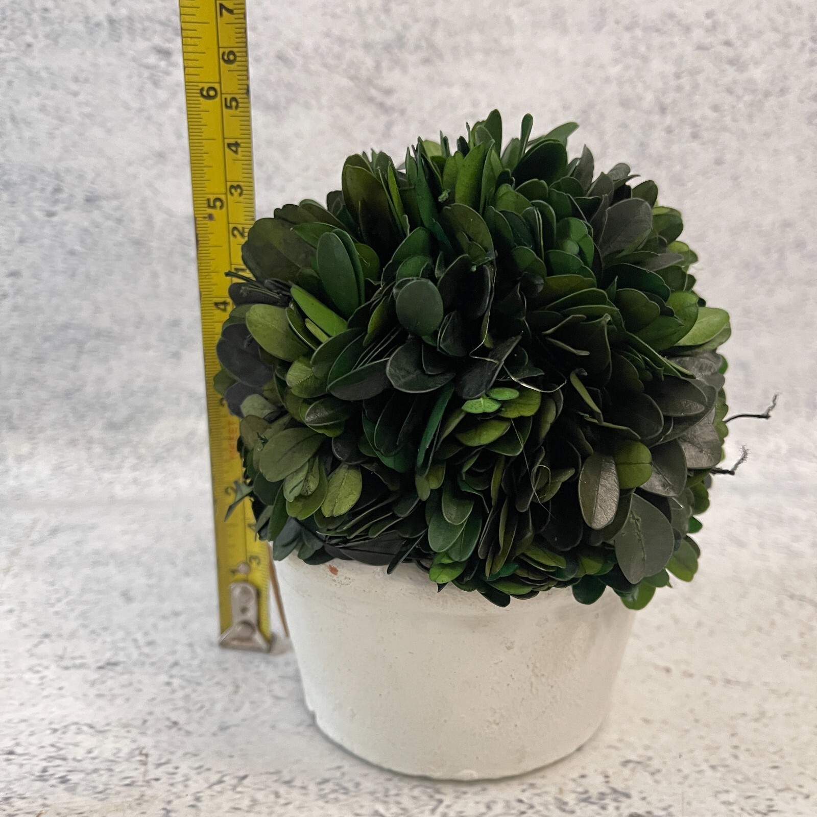 Boxwood Topiary Preserved Real Plant 10.2cm x 12.7cm Indoor Home Decor Pot