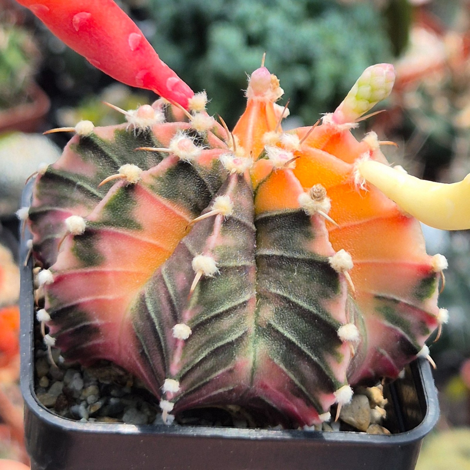 Gymnocalycium friedrichii LB f.variegata mix 20seeds harvest 2025