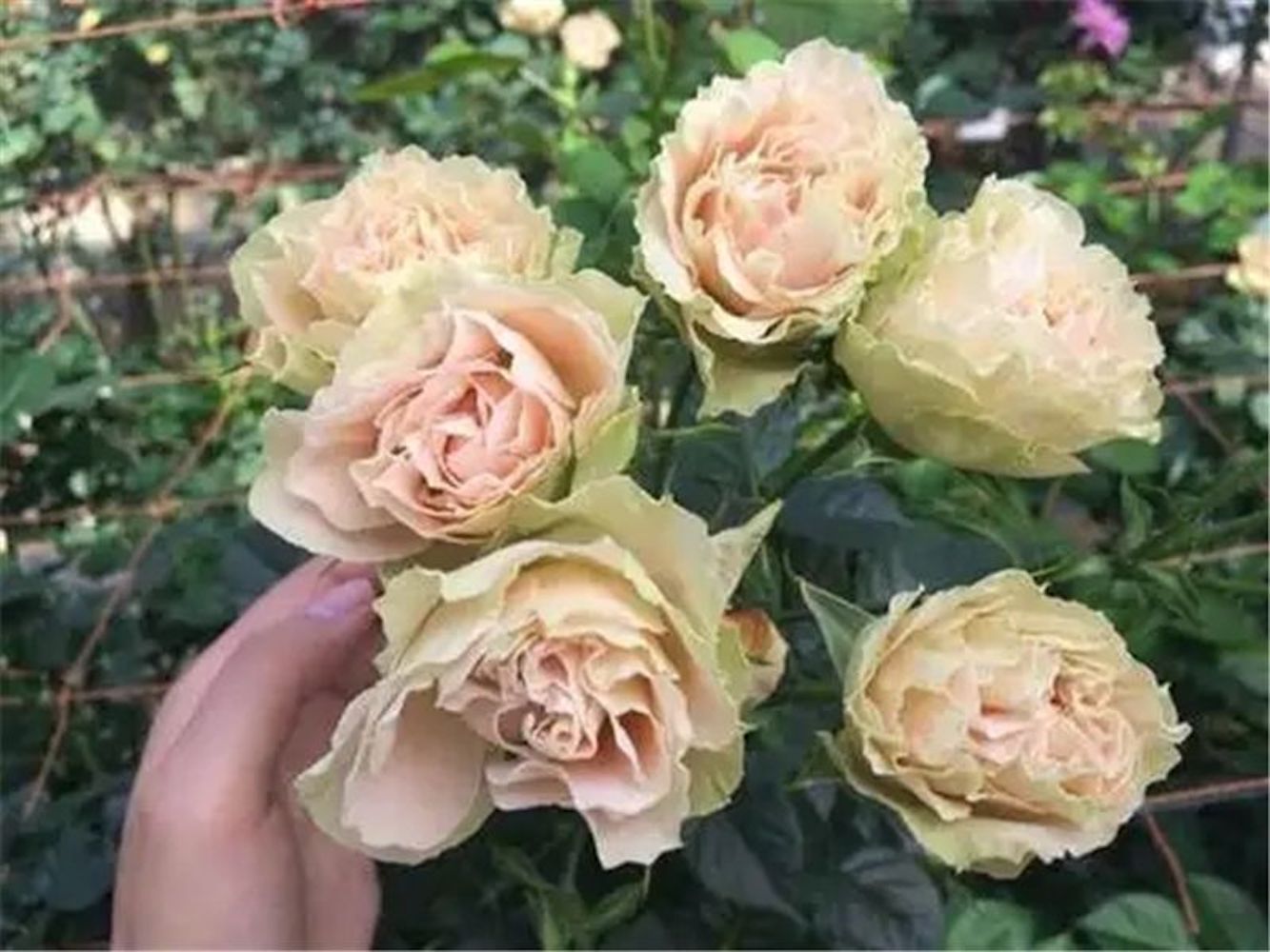 (10) ROSE SEEDS RARE exotic perennial flower garden bush tea USA SELLER W/TRACK
