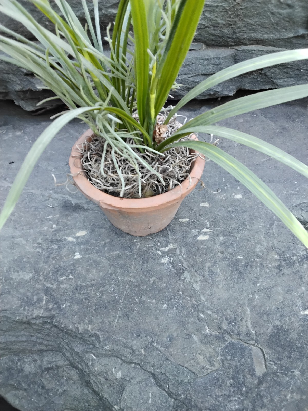 Faux Yellow Spring Flower Plant in Terra Cotta Pot, Daisy, Toplis