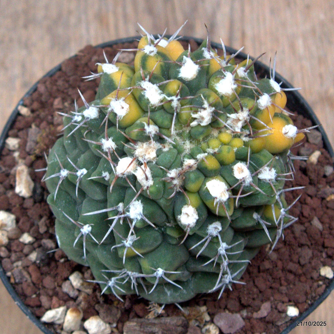 D7049 GYMNOCALYCIUM BALDIANUM VARIEGATED pot12-H9-W8 cm MaMa Cactus