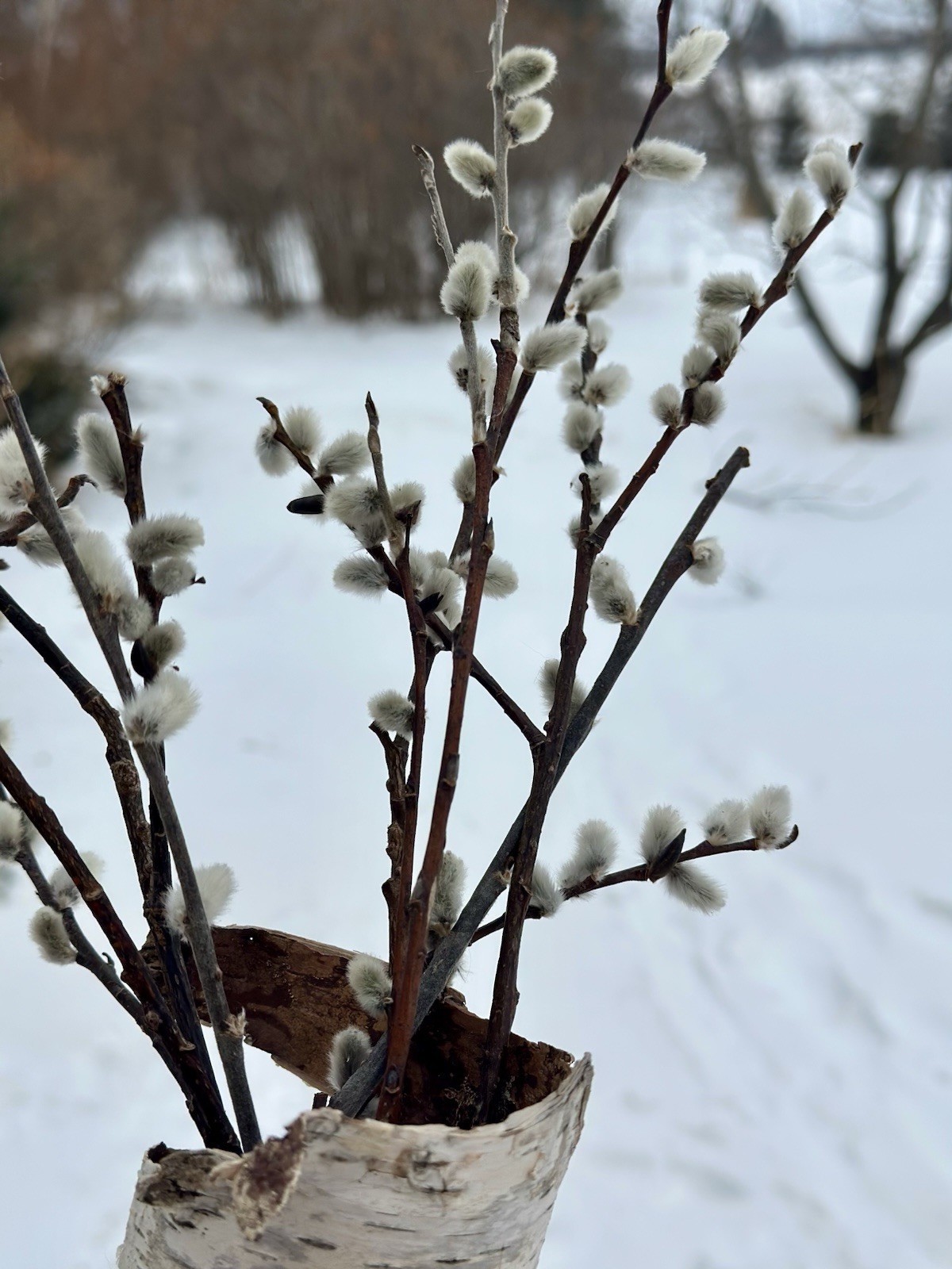 Real dried Pussy Willow Spring Flowers length 12-16” – 6 Stems Natural decor