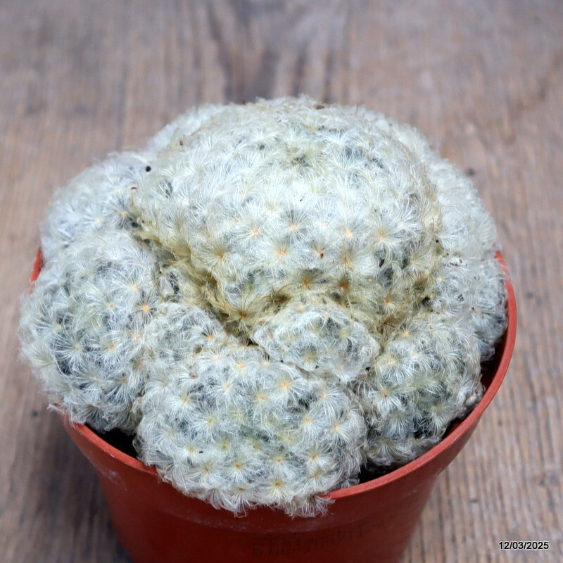 D2805 MAMMILLARIA PLUMOSA pot10,5-H8-W11 cm MaMa Cactus