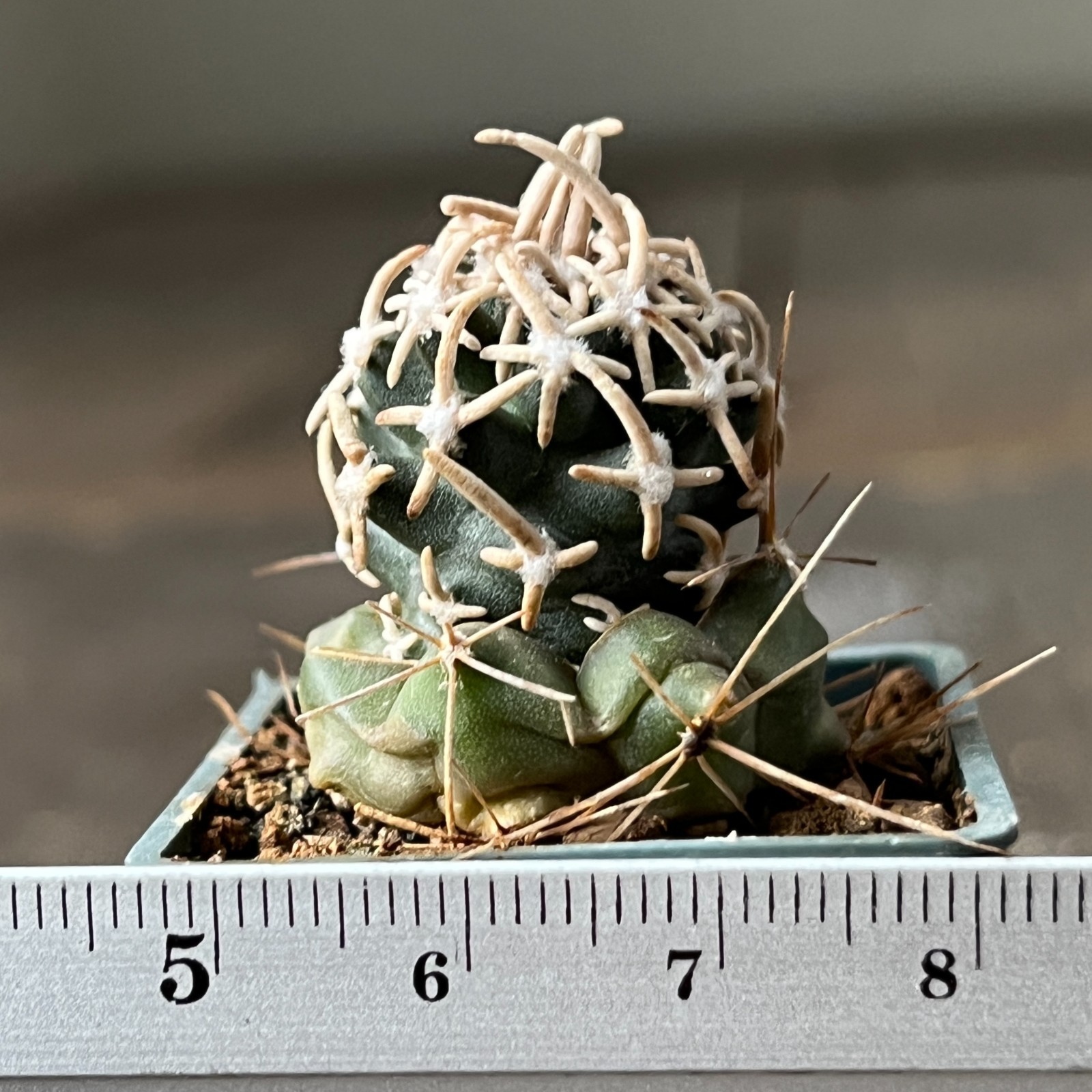 A27-4260 Cactus peeblesianus, RP116, (menzelii) SW of. Grand Canyon, Az, grafted