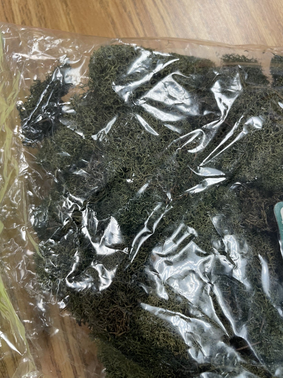 PRESERVED NATURAL REINDEER MOSS GREEN FOR CRAFTS VILLAGES & RAILROAD DISPLAYS
