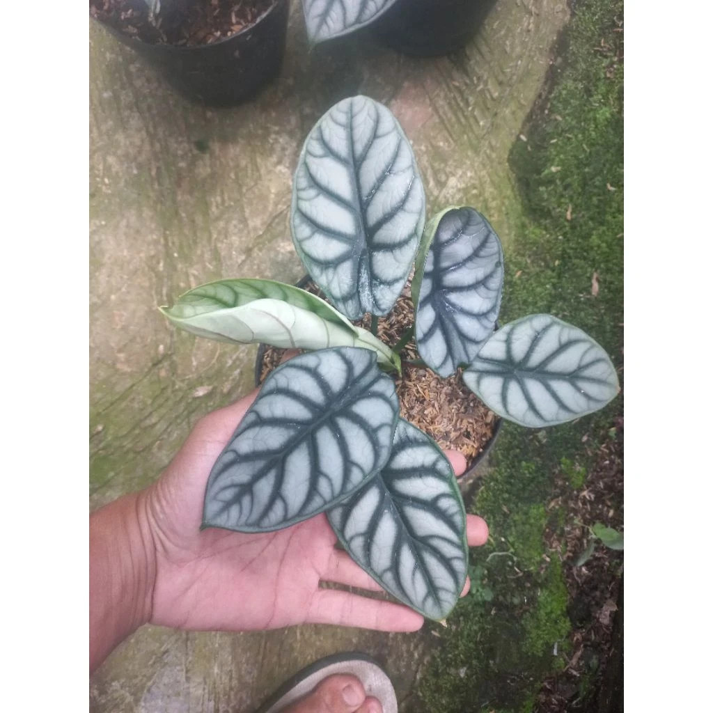 Alocasia Silver Dragon Rare Baginda Unique Live Tropical Plant PL106