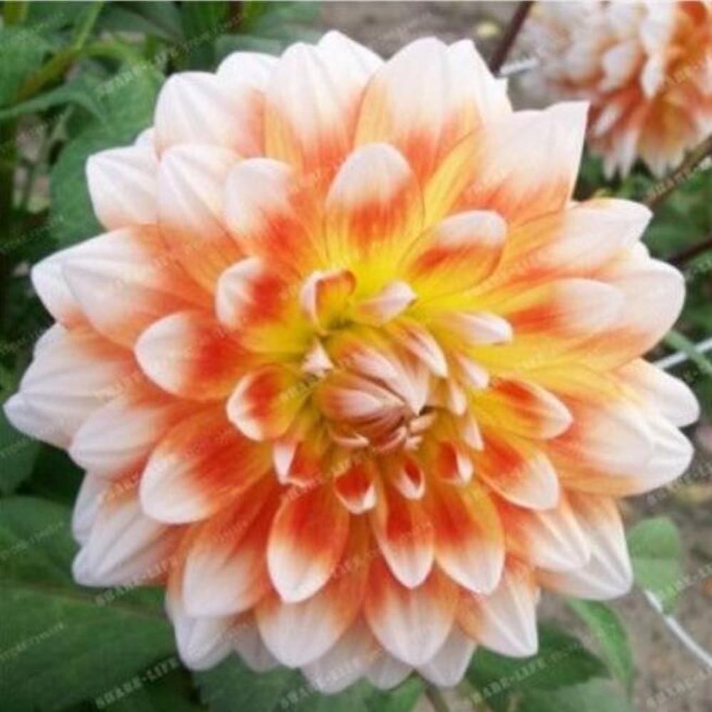 (10) DAHLIA SEEDS rare exotic flower bloom garden plant USA SELLER W/TRACK