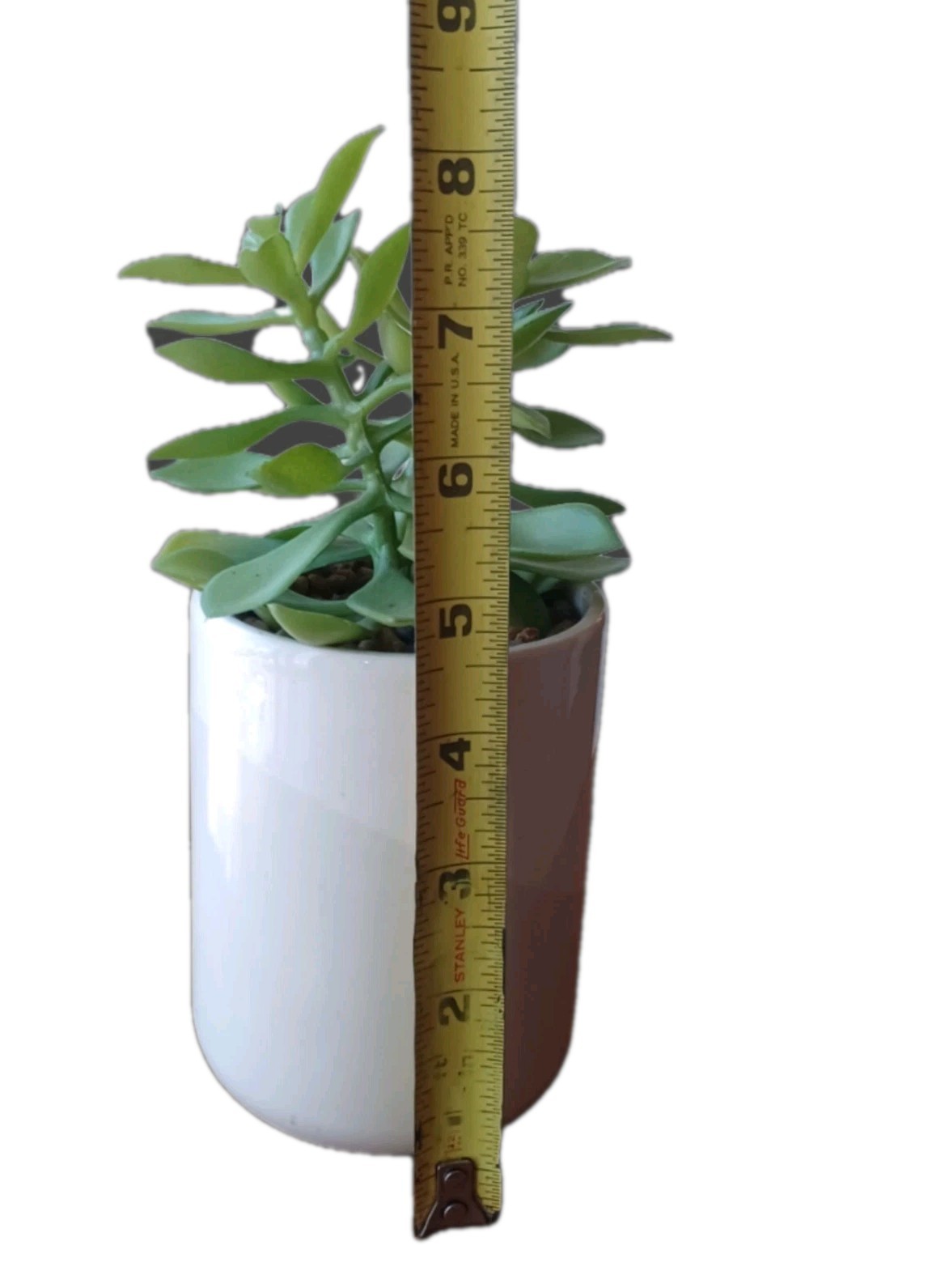 Faux Jade Plant White And Light Gray Pot 8 inches