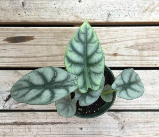 Alocasia Badinga ‘Silver Dragon’ 4″ Pot| RARE Indoor/Outdoor Live Tropical Plant