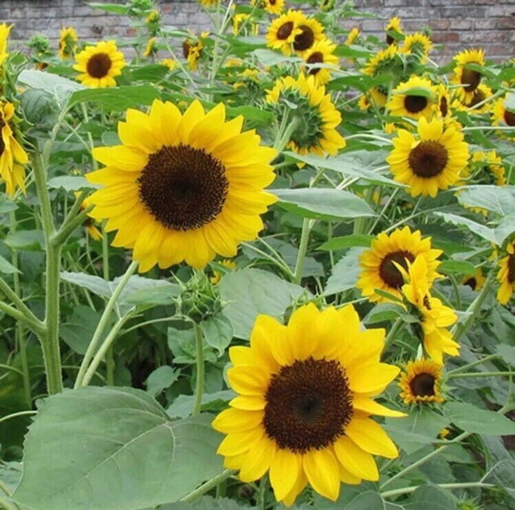 20pcs Mini Dwarf Yellow Sunflower Flower Seeds Home Garden Office Decor Plant JL