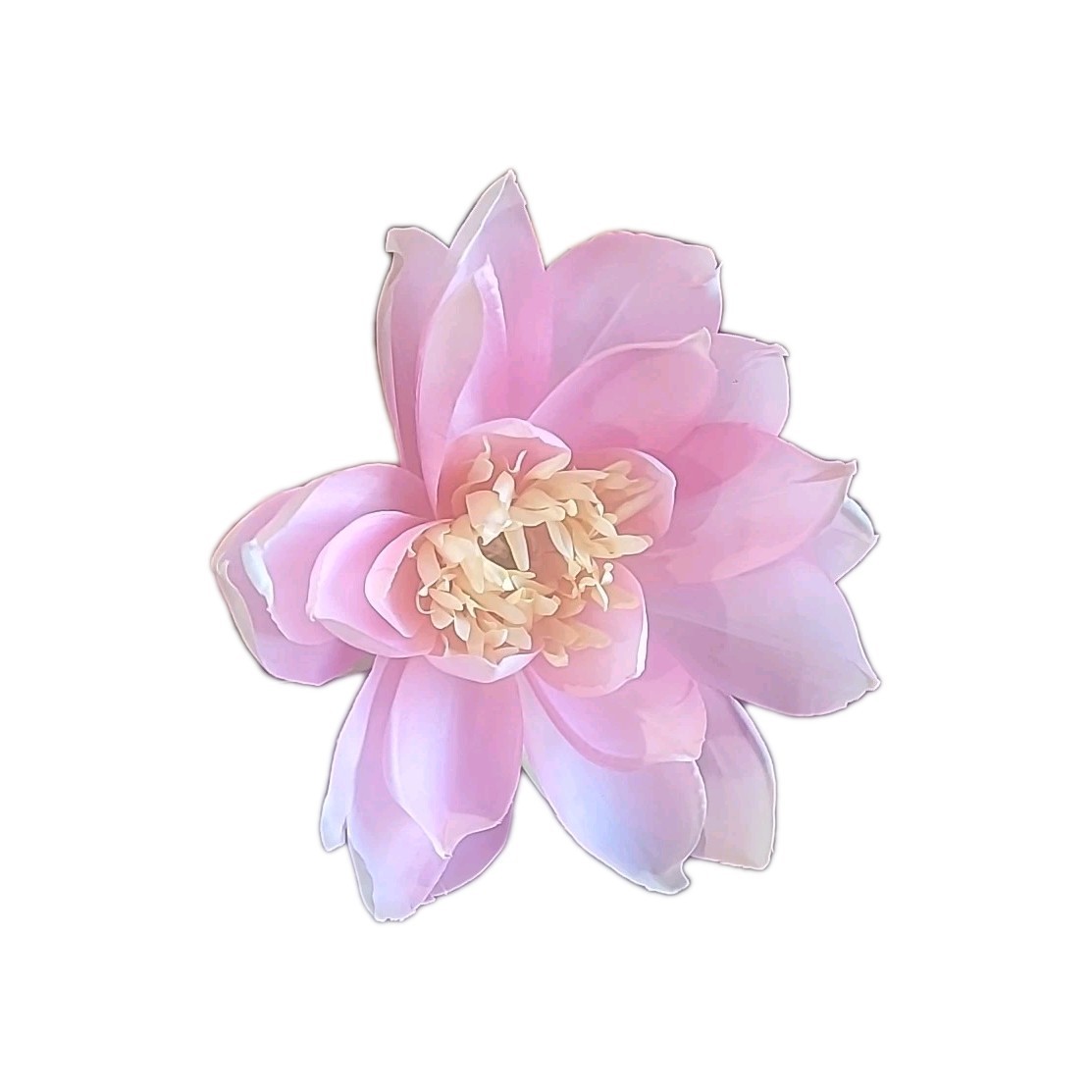 Set Of 8, 25″ Silk Artificial Realistic Pink 9″ Lotus Blossom Flower Decoration