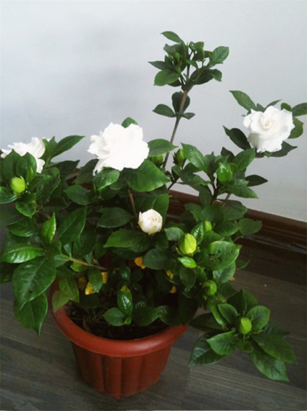 (10) GARDENIA SEEDS perennial flower garden bed bush plant USA SELLER W/TRACK