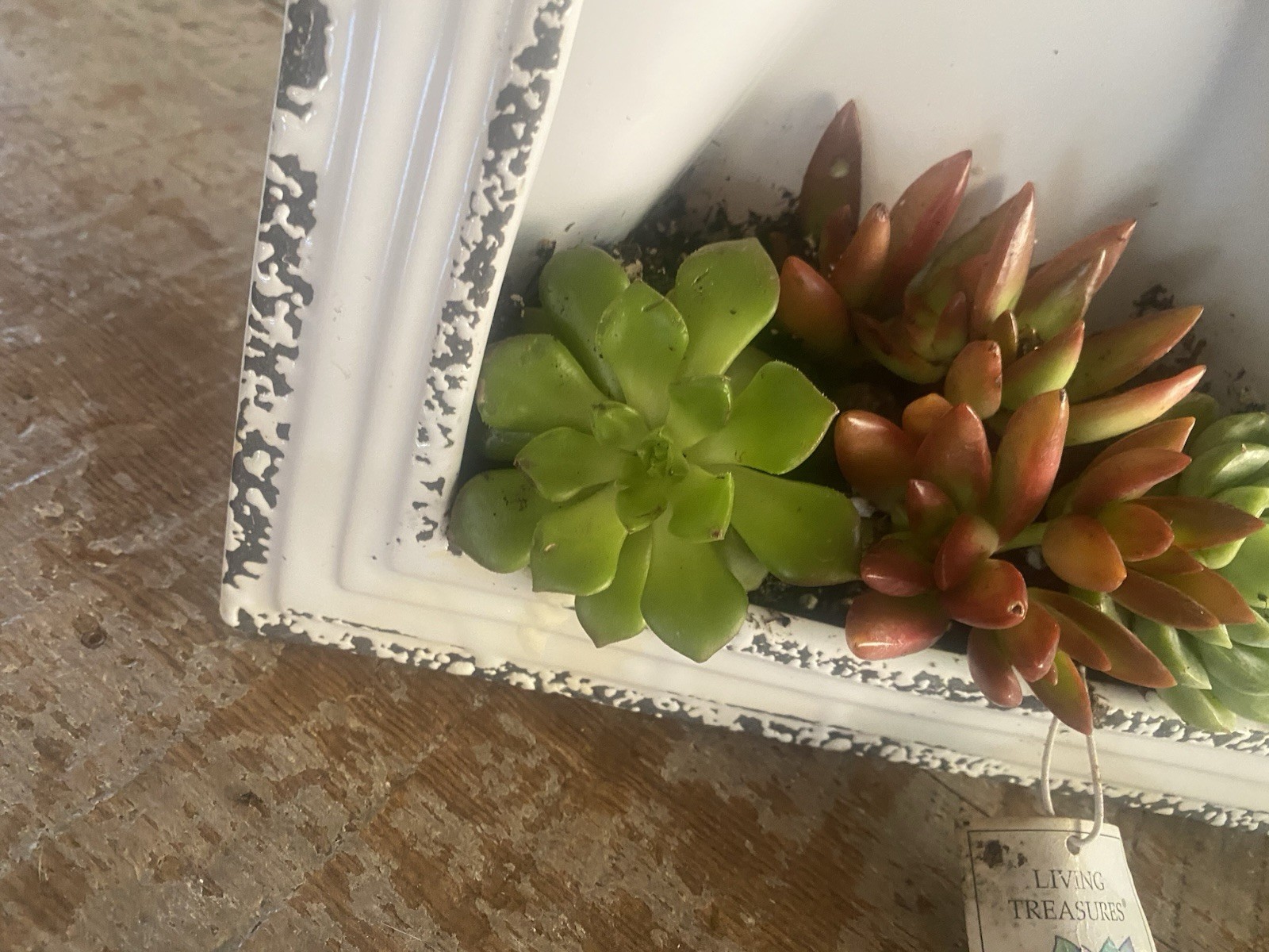 Framed Succulents Live Desk Counter Home Decor Farmhouse Gift Ceramic New Plant