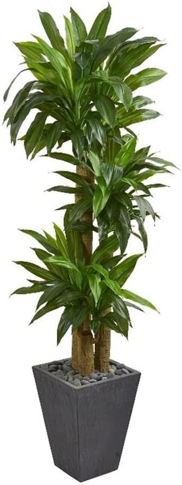 Lifelike 5.5Ft Cornstalk Dracaena Plant in Slate Planter – Real Touch Design