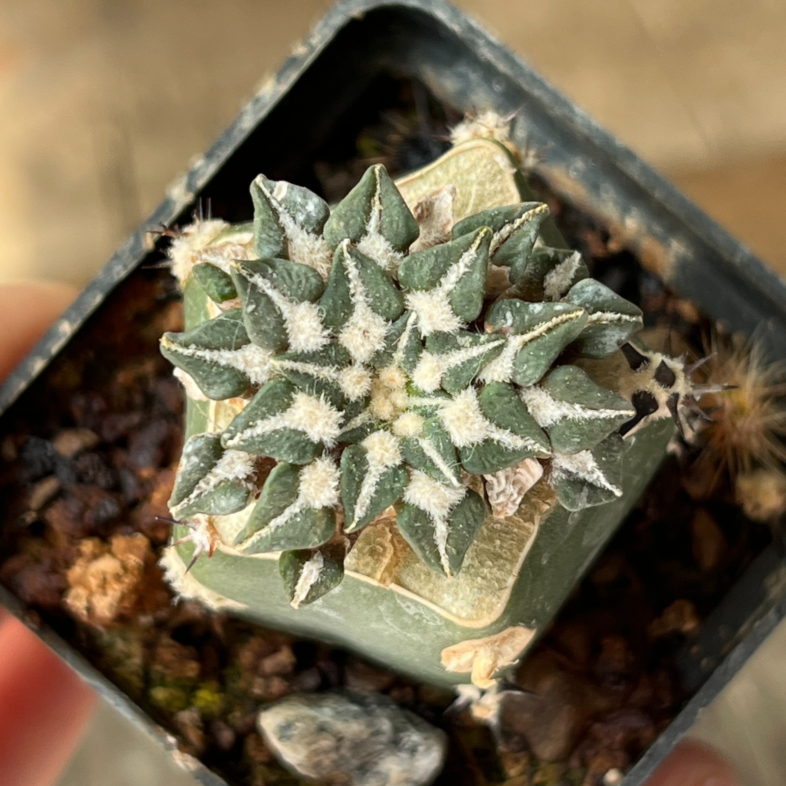 A9-577 Cactus kotschoubeyanus, VM756, Santa Ana, Tam, grafted