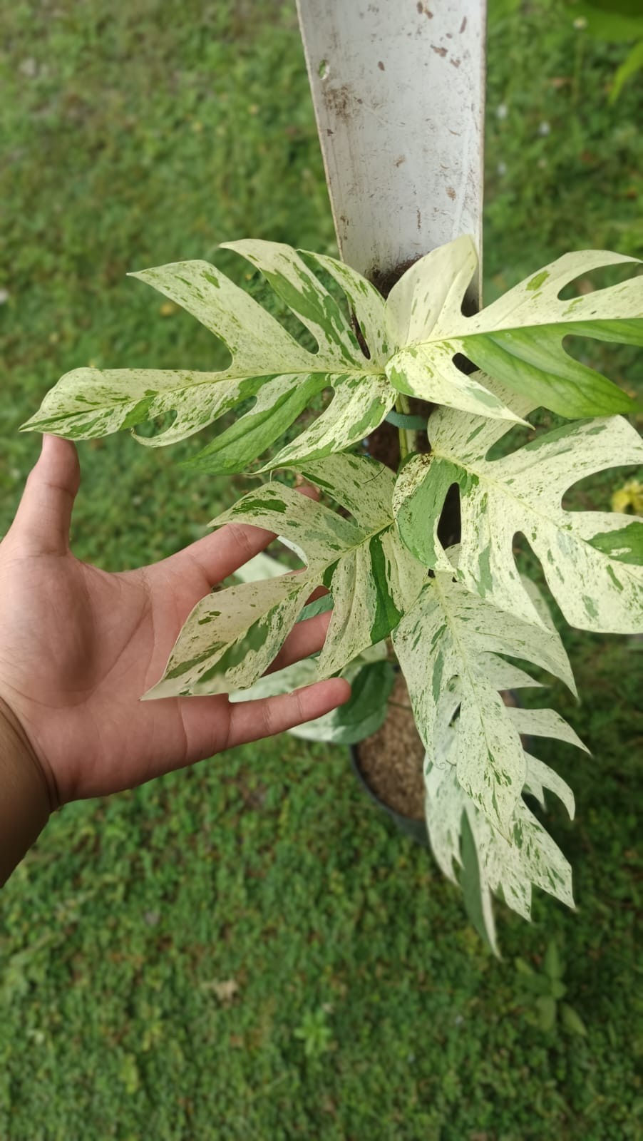Sansevieria Hybrid Arbaya Rare Uniqe Snake Plant